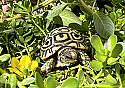 2022 Leopard Tortoise Hatchling