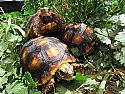Yearling Redfoot Tortoises