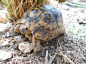 Adult Mid Eastern Greek Tortoises