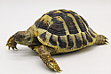 Male Hermann's Tortoises