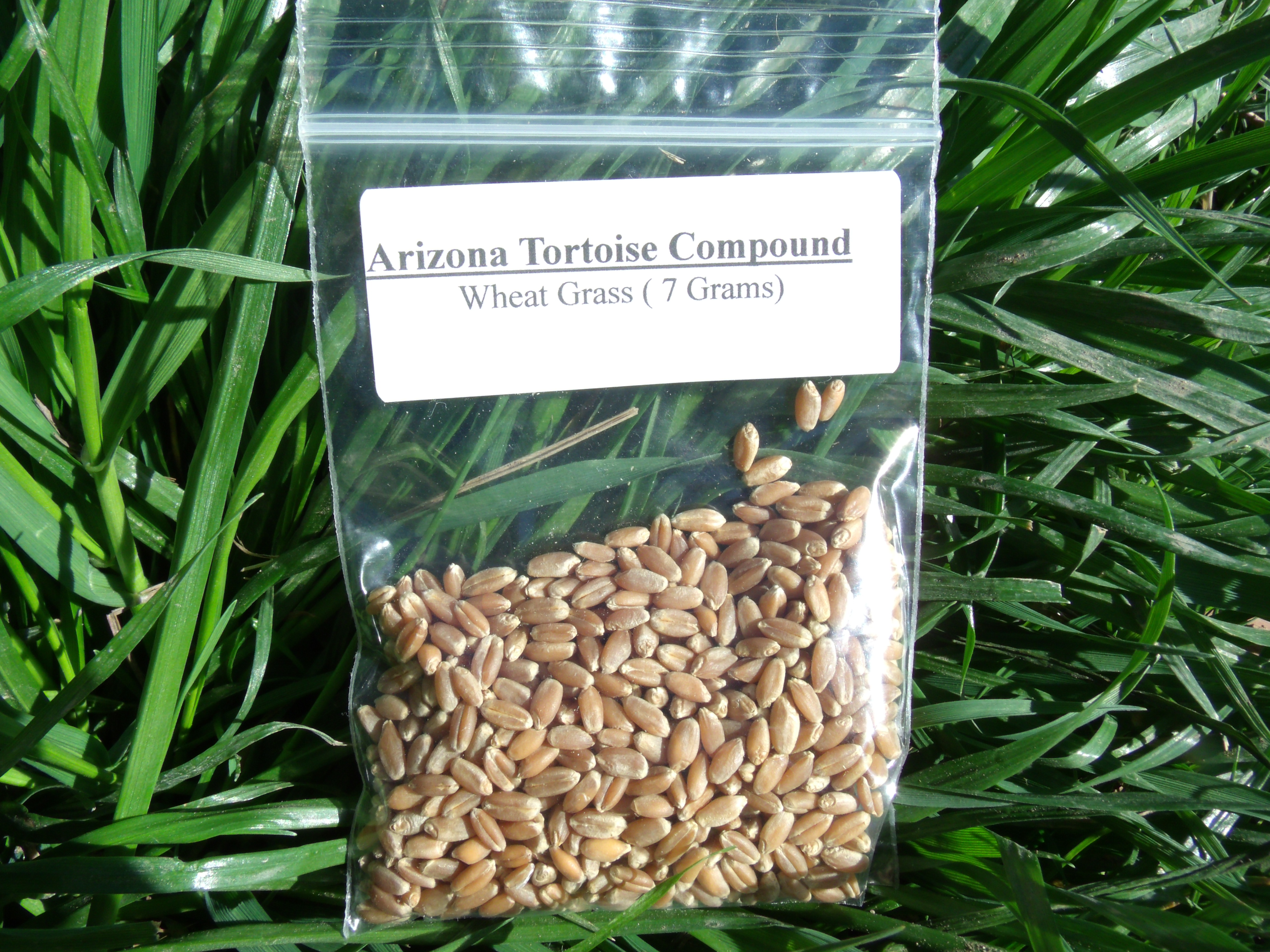 Wheat Grass Seeds