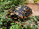 Adult Female Pancake Tortoises