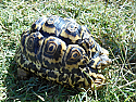 Yearling Pardalis Pardalis Leopard Tortoises