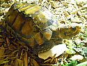 Adult Male Impressed Tortoise