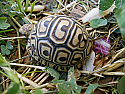 Mis- scuted Pardalis Babcocki Leopard Tortoise Hatchlings