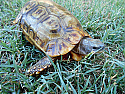 Adult Male Speke's Hinge-back Tortoises
