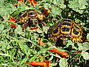 Speke's Hingeback Tortoise Hatchlings