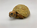 Yearling Hypo Redfoot Tortoises