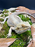 Adult Male Bearded Dragon 