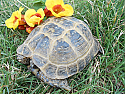 Adult Male Russian Tortoises