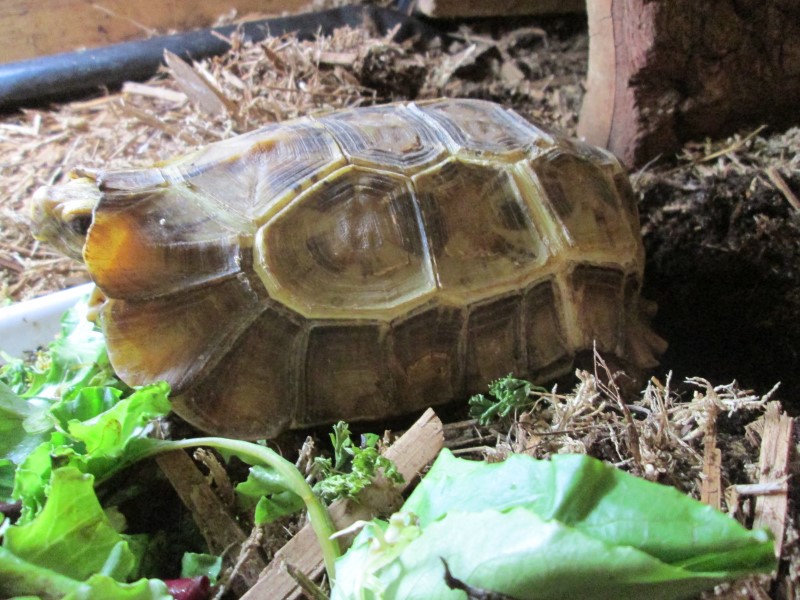 Home's Hingeback Tortoises