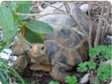 Forsten's Tortoises