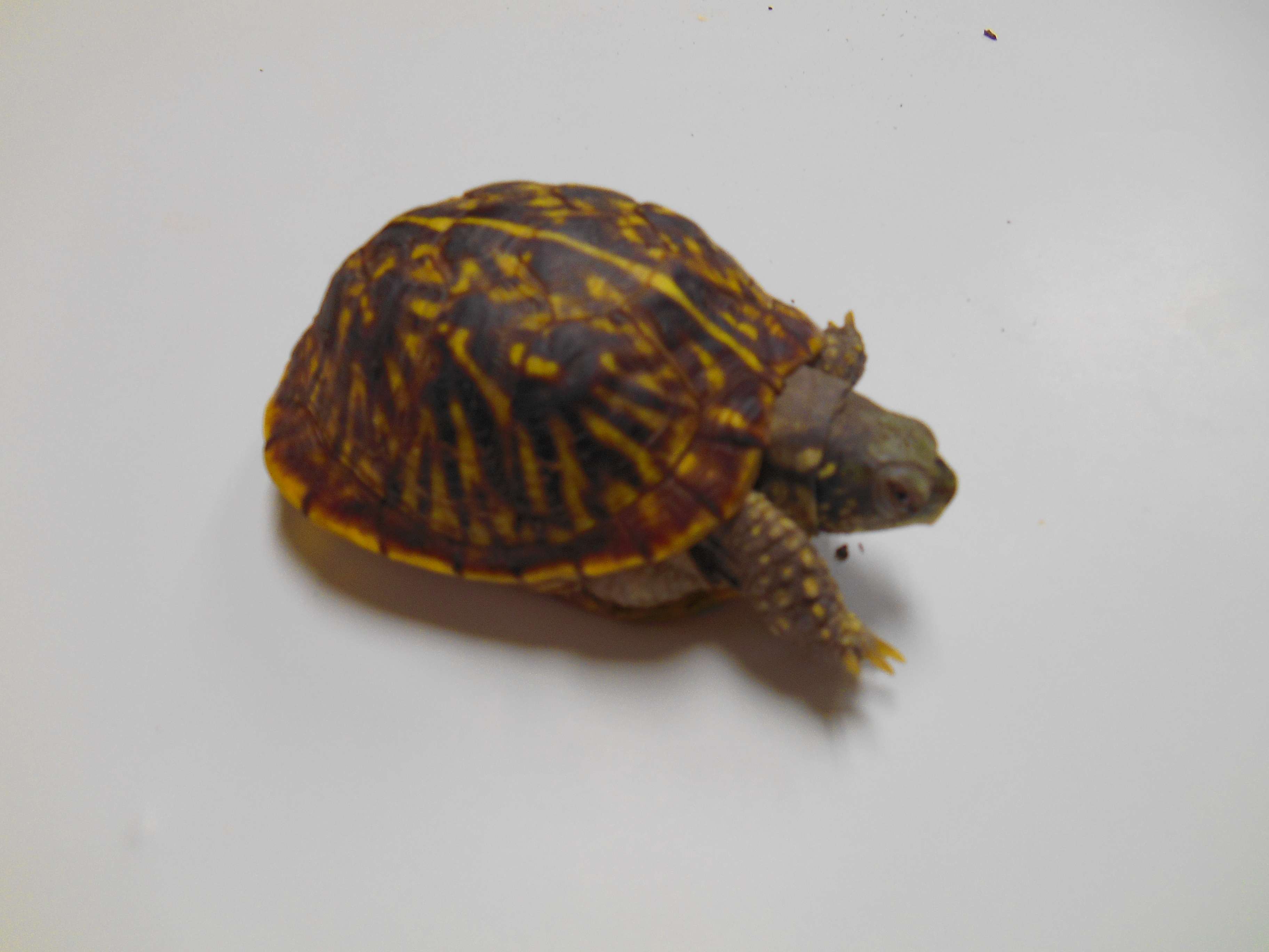 Young Female Ornate Box Turtle