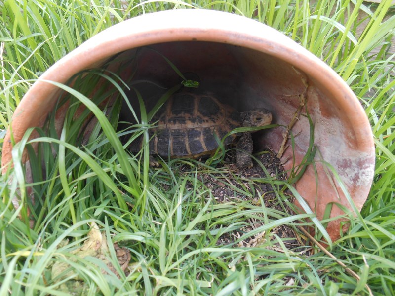 Juvenile Forsten&#039;s Tortoises