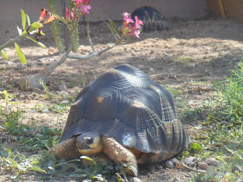 Adult Male Radiated Tortoise