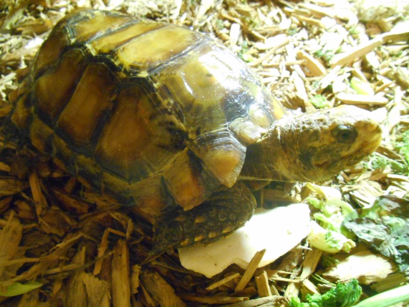 Adult Male Impressed Tortoise