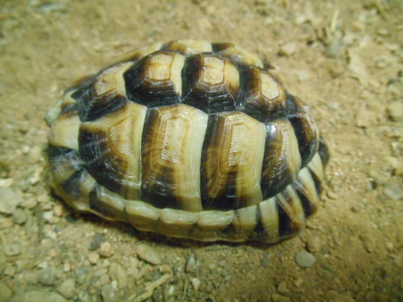 Young Adult Male Egyptian Tortoise