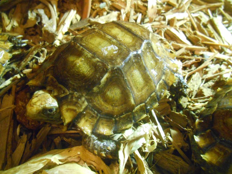 Hatchling Impressed Tortoise