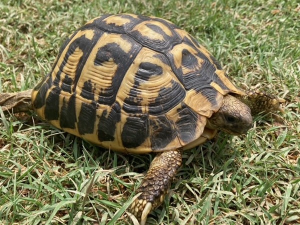 Adult Female Western Hermann's Tortoise