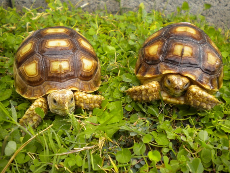 Yearling Sulcata Tortoises