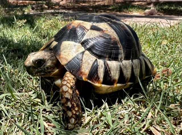 Young Male Mediterranean Spur- thighed Tortoise