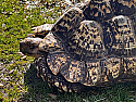 Adult Male Pardalis Pardalis Leopard Tortoise