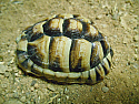 Young Adult Male Egyptian Tortoise
