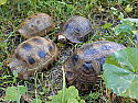 Young Female Elongated Tortoises
