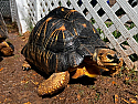 Adult Female Radiated Tortoise