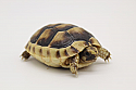 2021 Marginated Tortoise Hatchlings