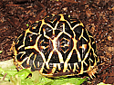 Yearling Sri Lankan Star Tortoises