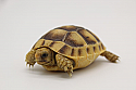 2023 Golden Greek Tortoise Hatchlings