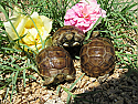 Buxton's Greek Tortoise Hatchlings