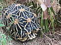  Male Indian Star Tortoises