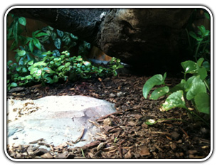 cane toad enclosure