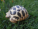 2022 Indian Star Tortoise Hatchling