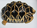 Male Burmese Star Tortoise