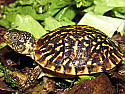 Ornate Box Turtle Hatchlings