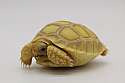 2023 Ivory Sulcata Tortoise Hatchlings