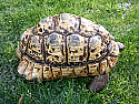 Adult Male Leopard Tortoises 