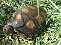 Young Adult Female Brown Mountain Tortoise