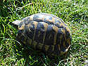 Adult Male Dalmatian Hermann's Tortoises