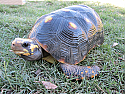 Adult Male Redfoot Tortoises