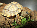 Chaco Tortoise Hatchlings