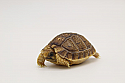 2022 Egyptian Tortoise Hatchlings