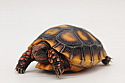 2023 Cherryhead Tortoise Hatchlings