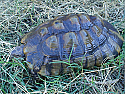 Adult Male Marginated Tortoise