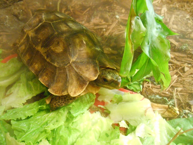 Hinge-Back Tortoises