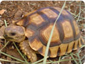 Chaco Tortoises