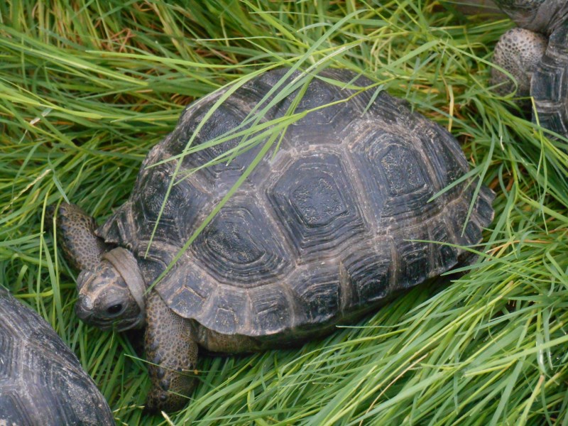 4 inch Aldabra Tortoises